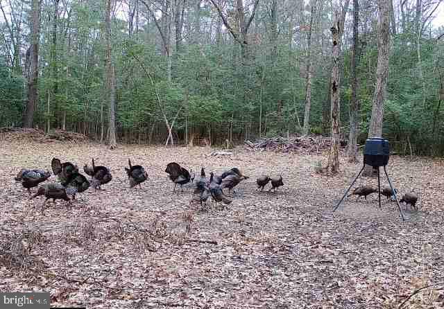 14078 River Road Newburg, MD 20664 - Photo 50 of 58 Turkeys in hunting land