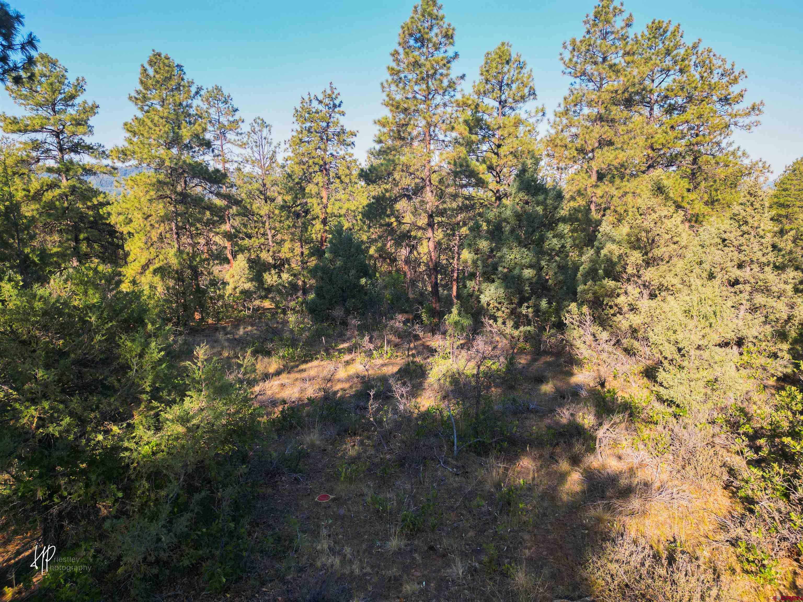 326 Justin's Road Pagosa Springs, CO 81147 - Photo 12 of 33 a view of a tree in a yard