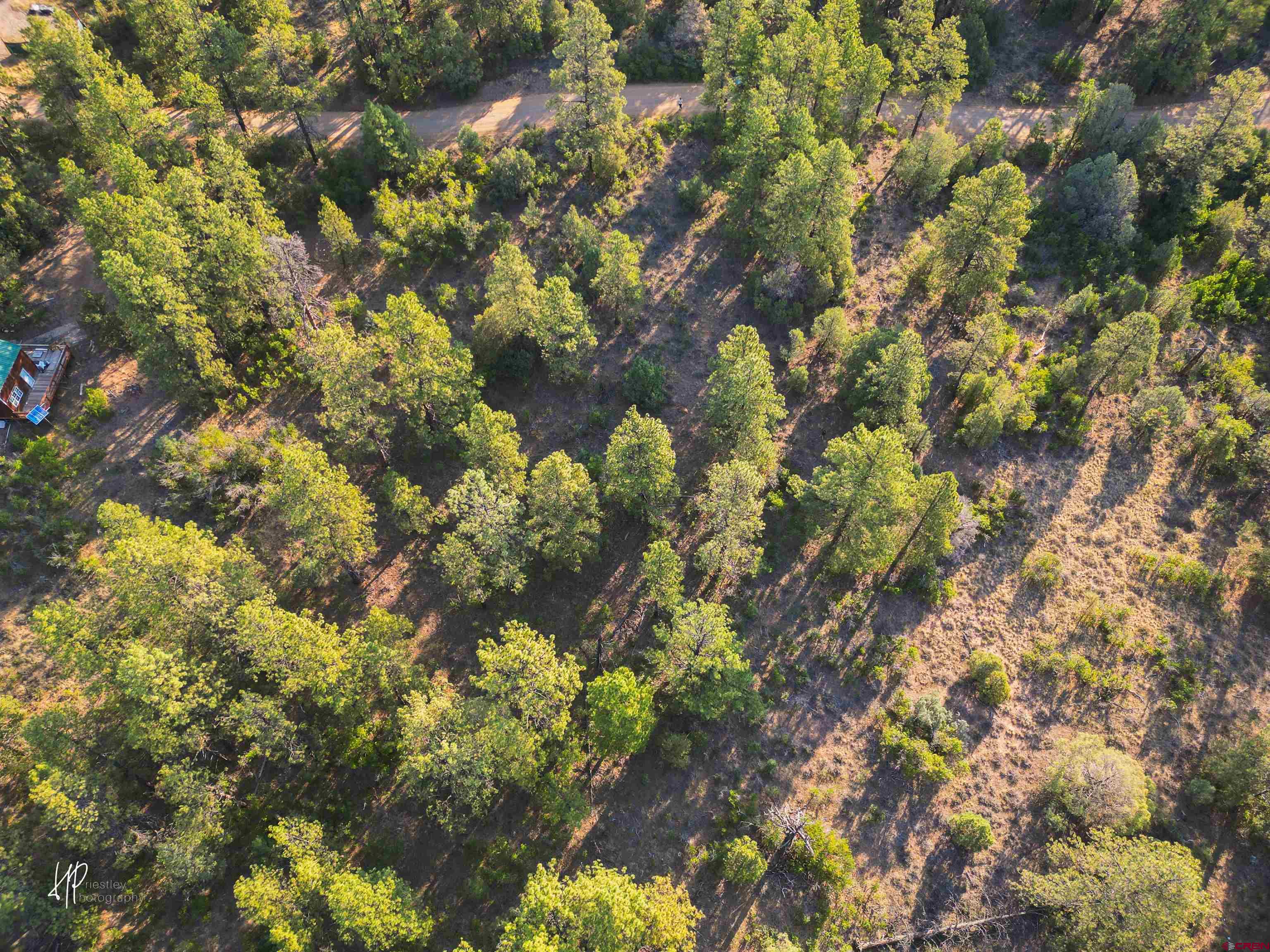 326 Justin's Road Pagosa Springs, CO 81147 - Photo 14 of 33 a picture of tree