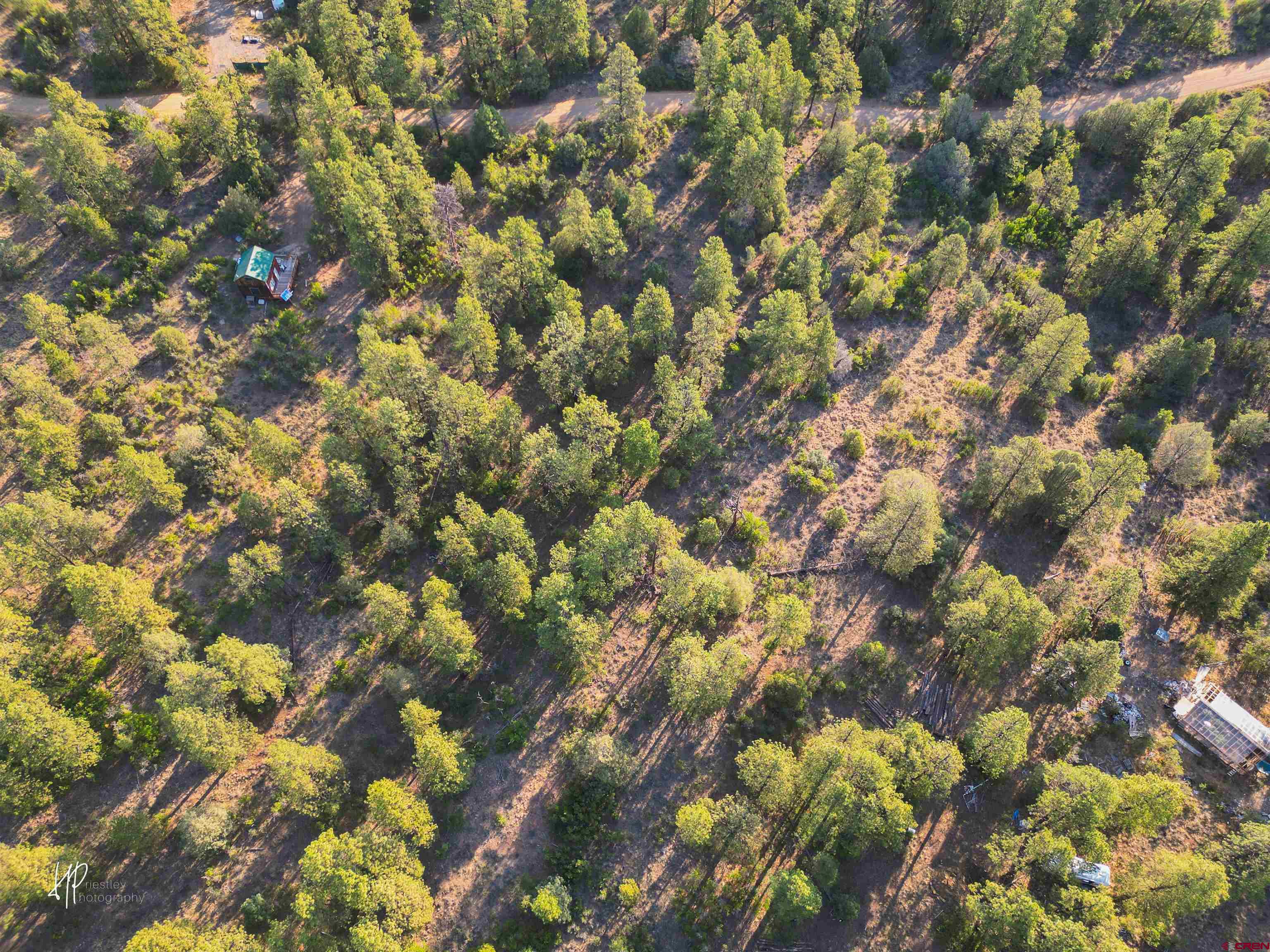 326 Justin's Road Pagosa Springs, CO 81147 - Photo 15 of 33 a view of a tree