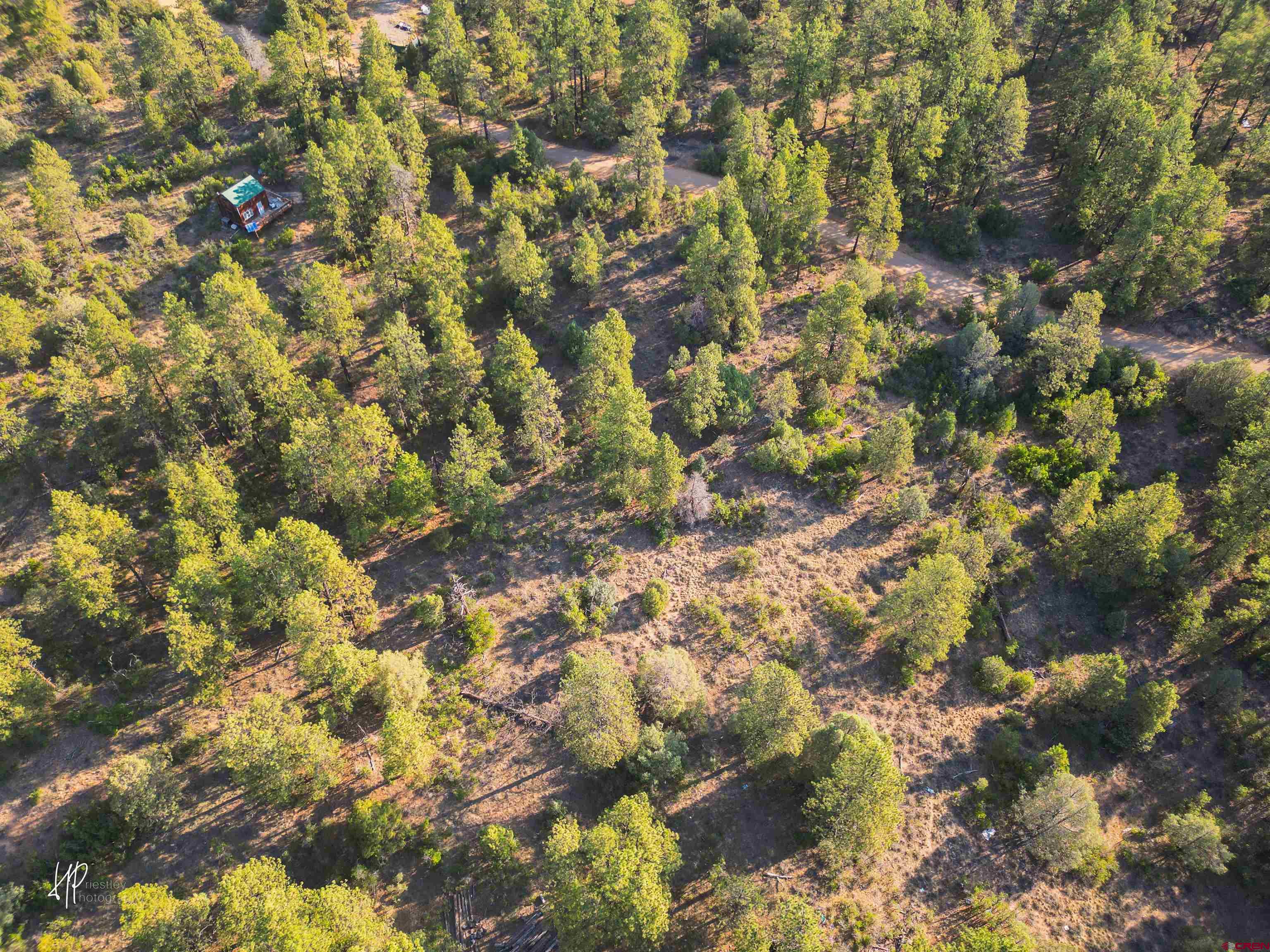 326 Justin's Road Pagosa Springs, CO 81147 - Photo 29 of 33 a view of a tree