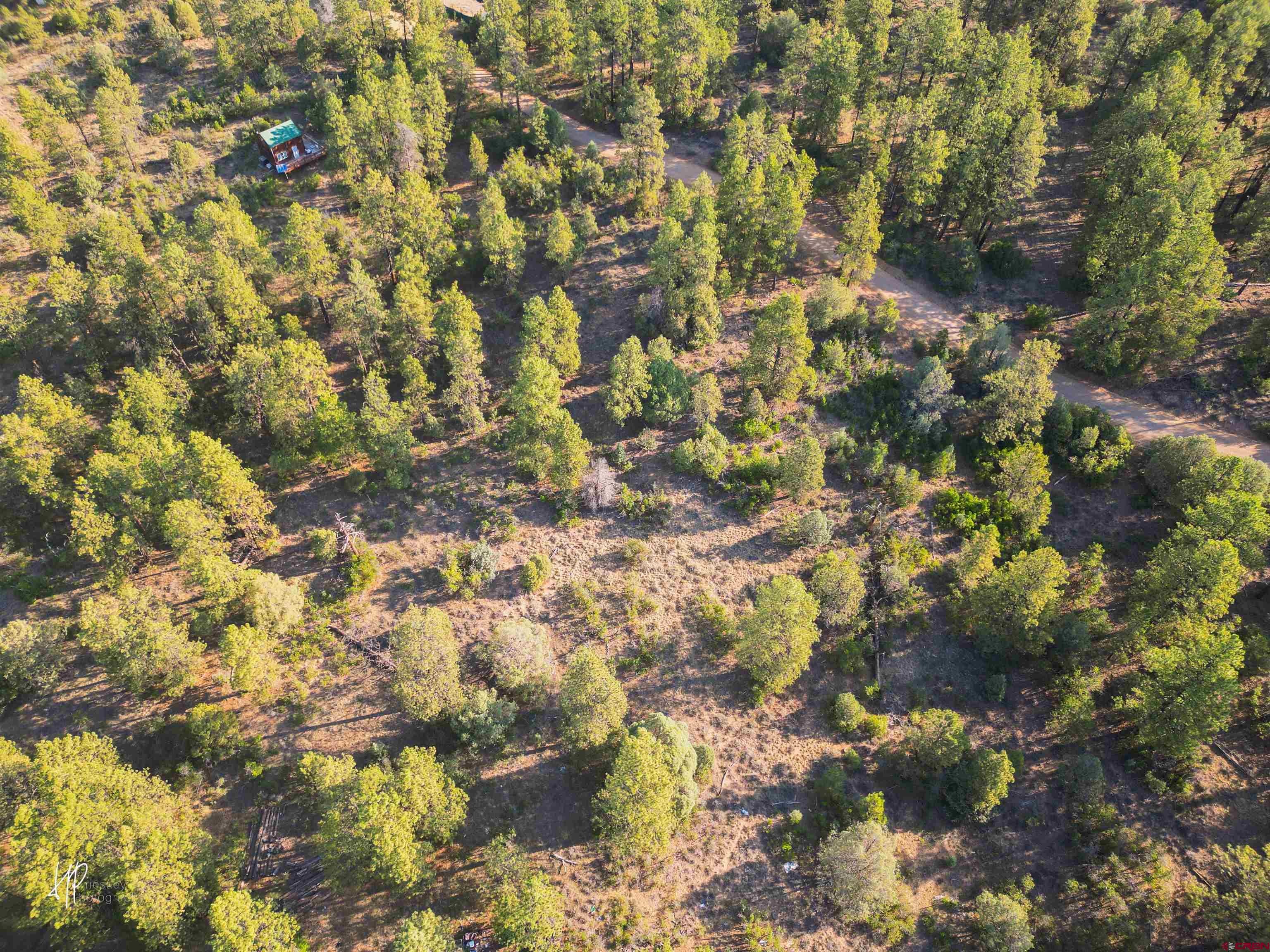 326 Justin's Road Pagosa Springs, CO 81147 - Photo 30 of 33 a view of a tree
