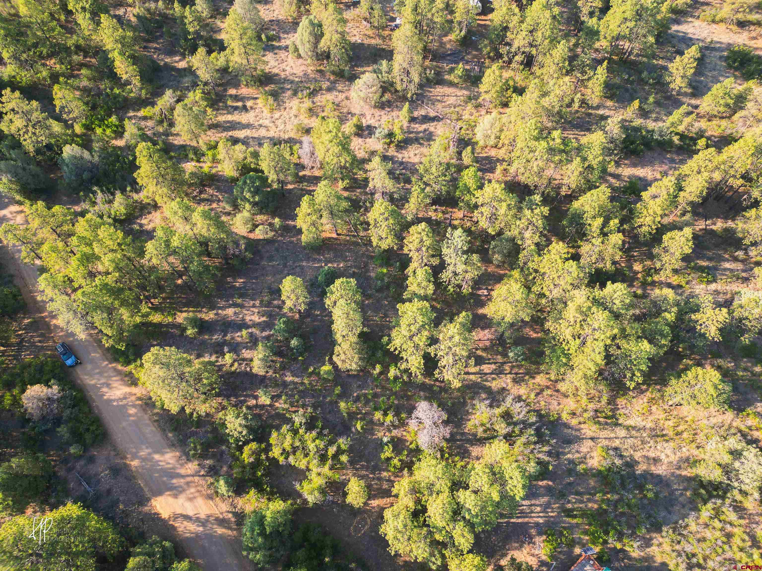 326 Justin's Road Pagosa Springs, CO 81147 - Photo 31 of 33 a view of a tree