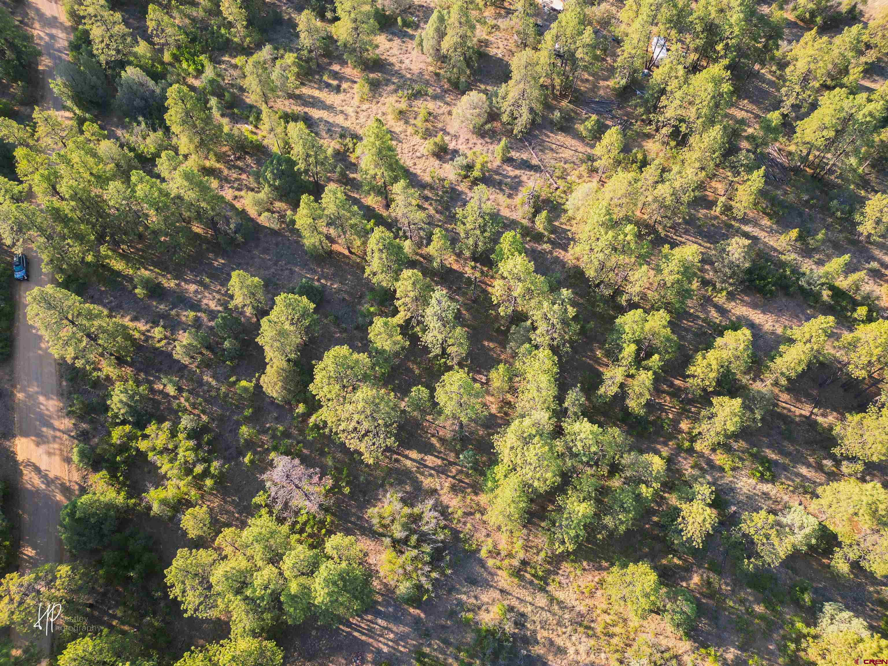 326 Justin's Road Pagosa Springs, CO 81147 - Photo 32 of 33 a view of a tree