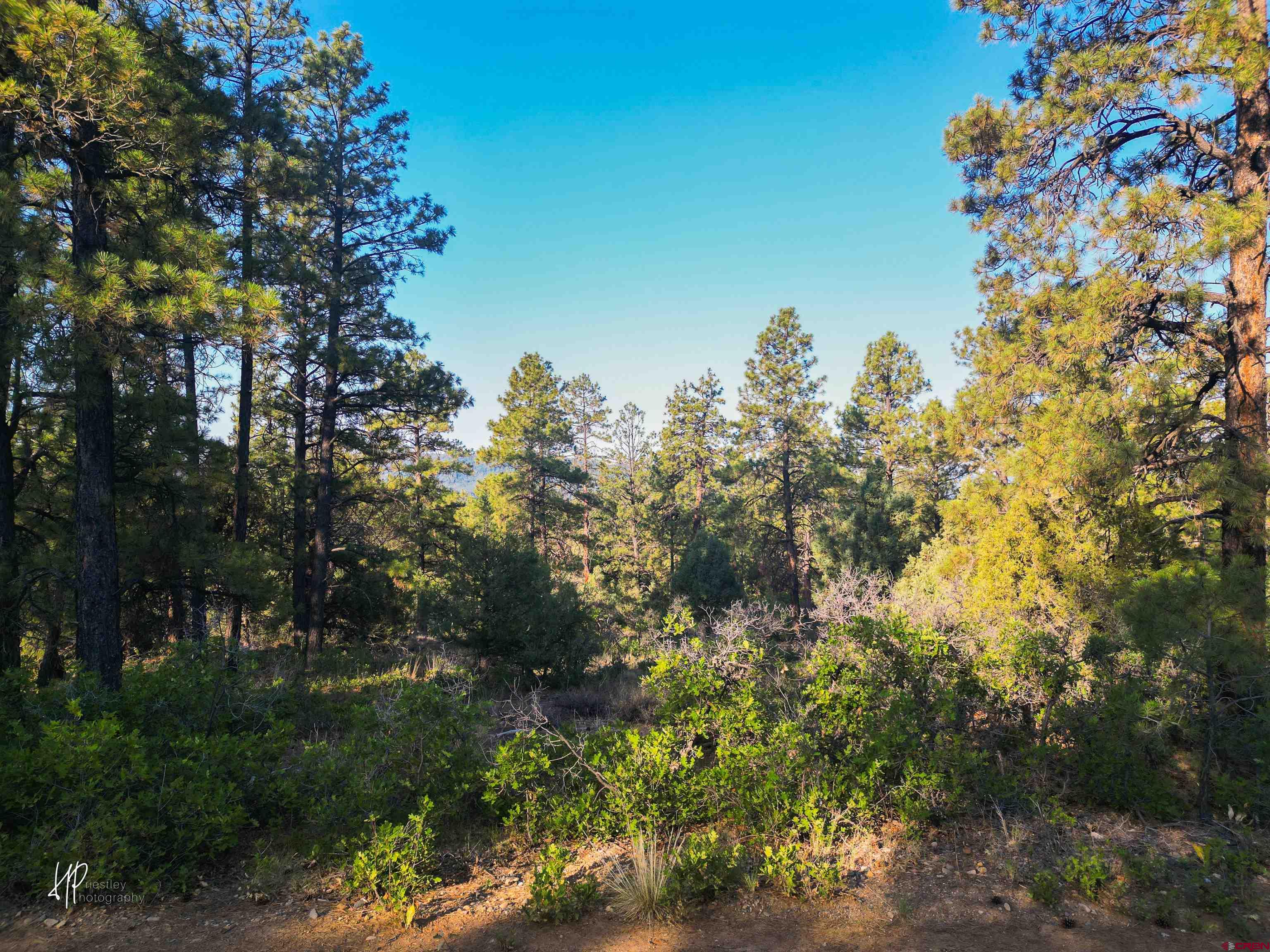 326 Justin's Road Pagosa Springs, CO 81147 - Photo 6 of 33 a view of a tree in a yard with a green space