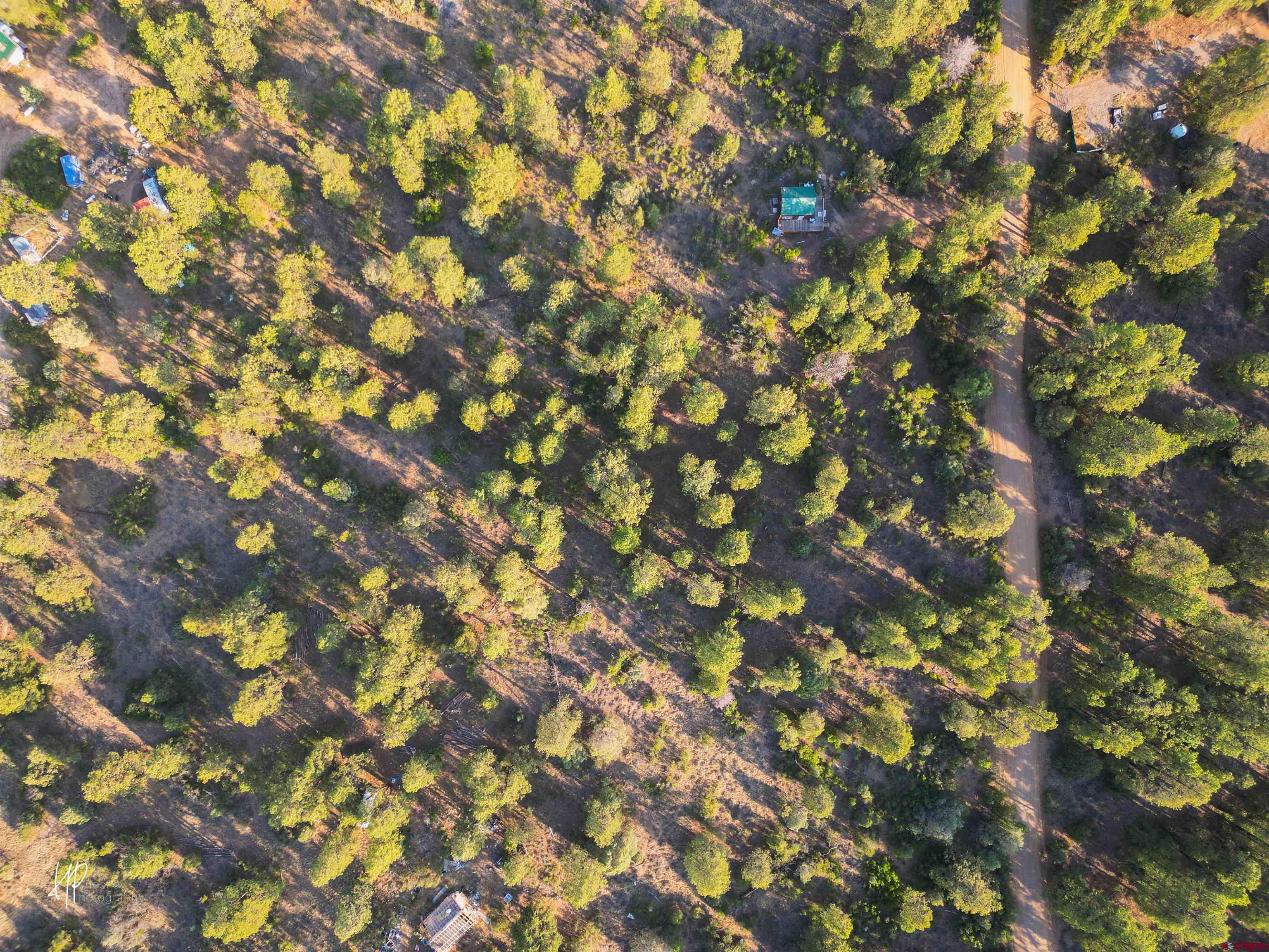 326 Justin's Road Pagosa Springs, CO 81147 - Photo 9 of 33 a picture of tree