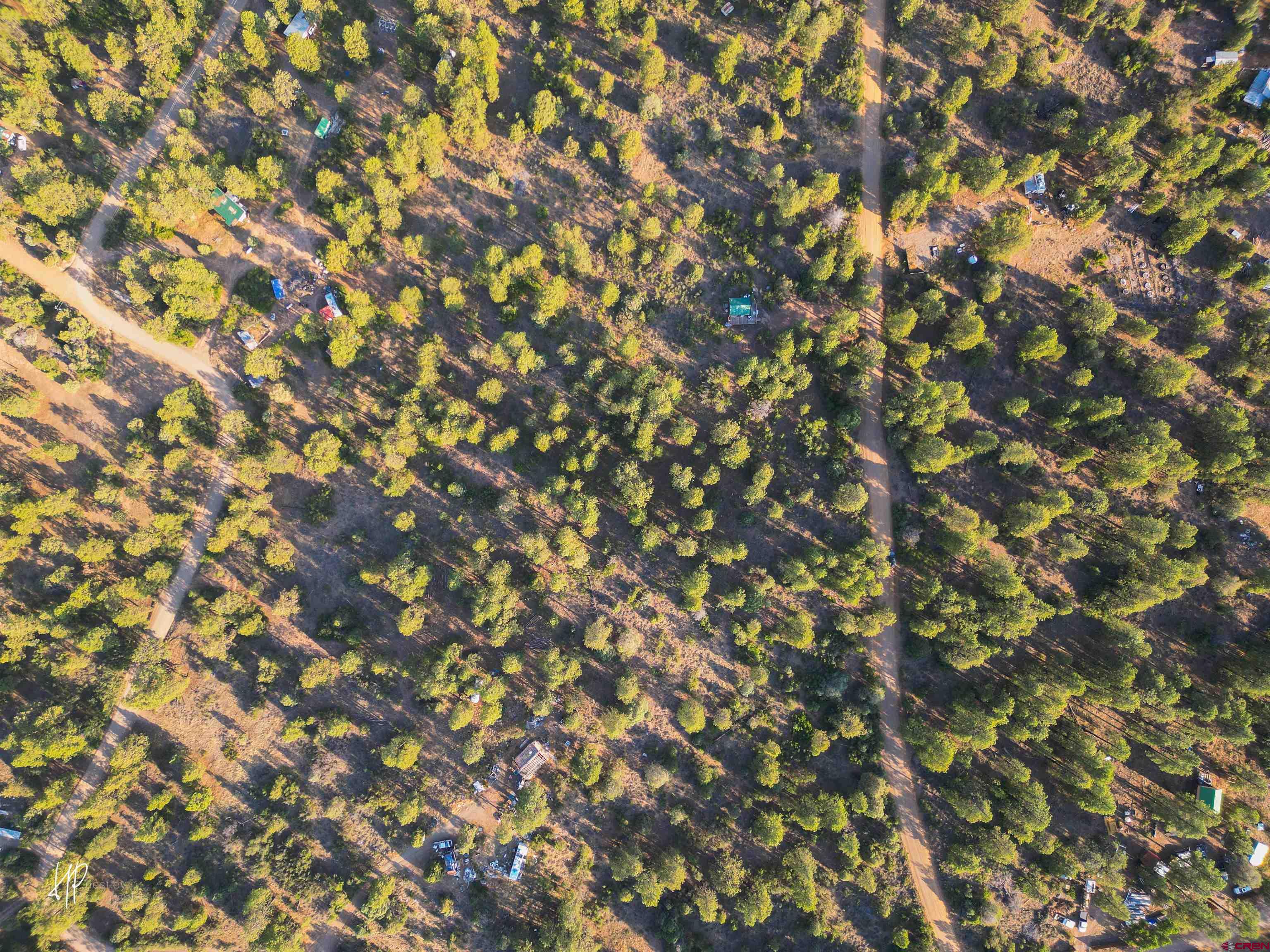326 Justin's Road Pagosa Springs, CO 81147 - Photo 10 of 33 a close up of a tree