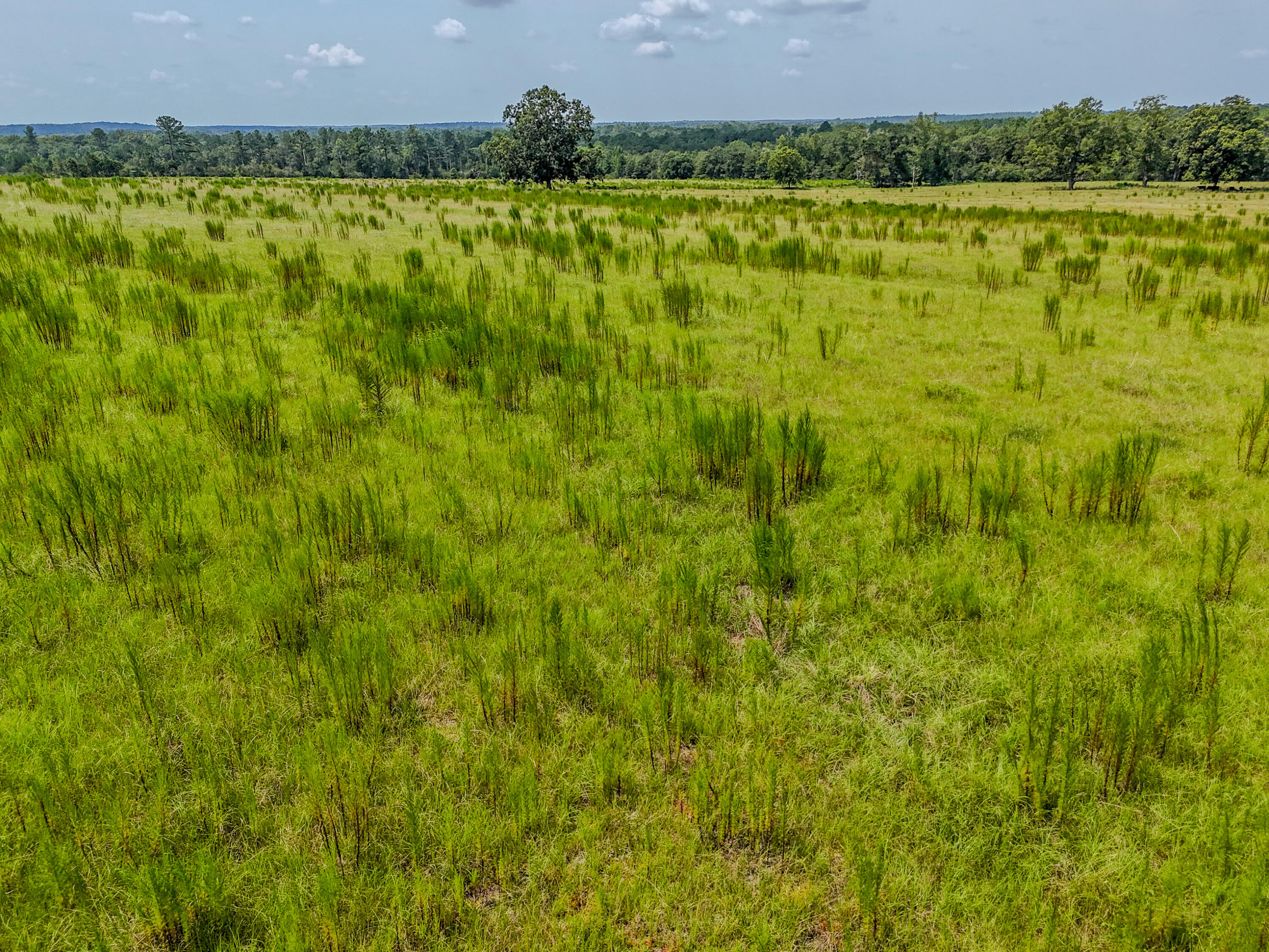 3958 Gopher Ridge Road Samson, AL 36477 - Photo 16 of 25 DJI_20260730003638_0022_D - Copy