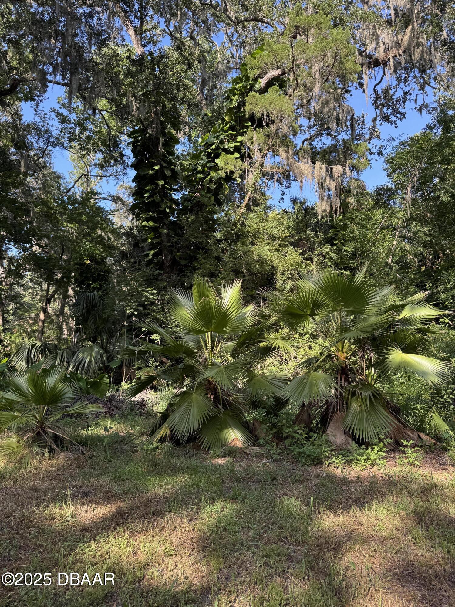 0 Jackson Street Port Orange, FL 32129 - Photo 12 of 16 IMG_0918