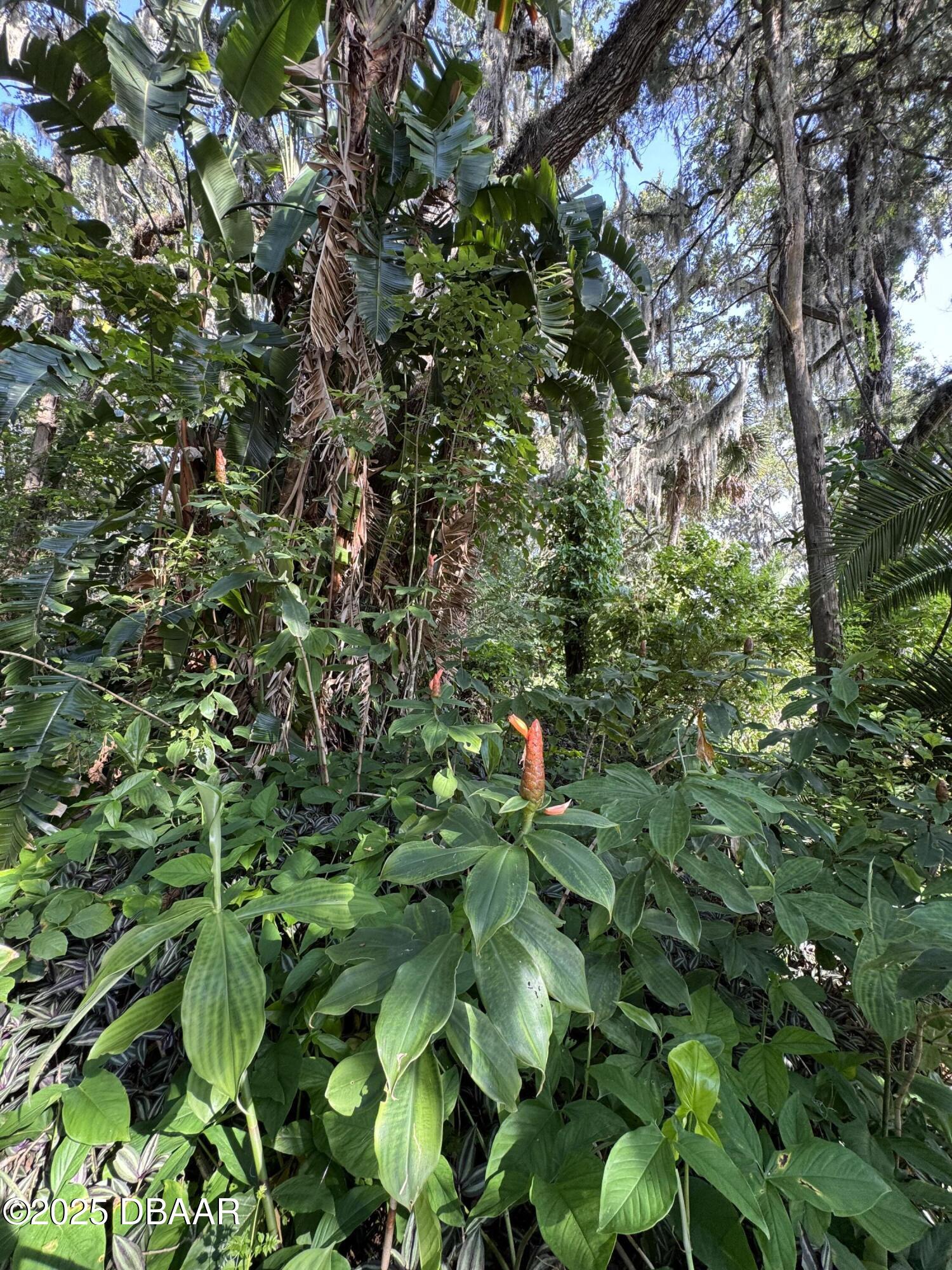 0 Jackson Street Port Orange, FL 32129 - Photo 2 of 16 IMG_0935