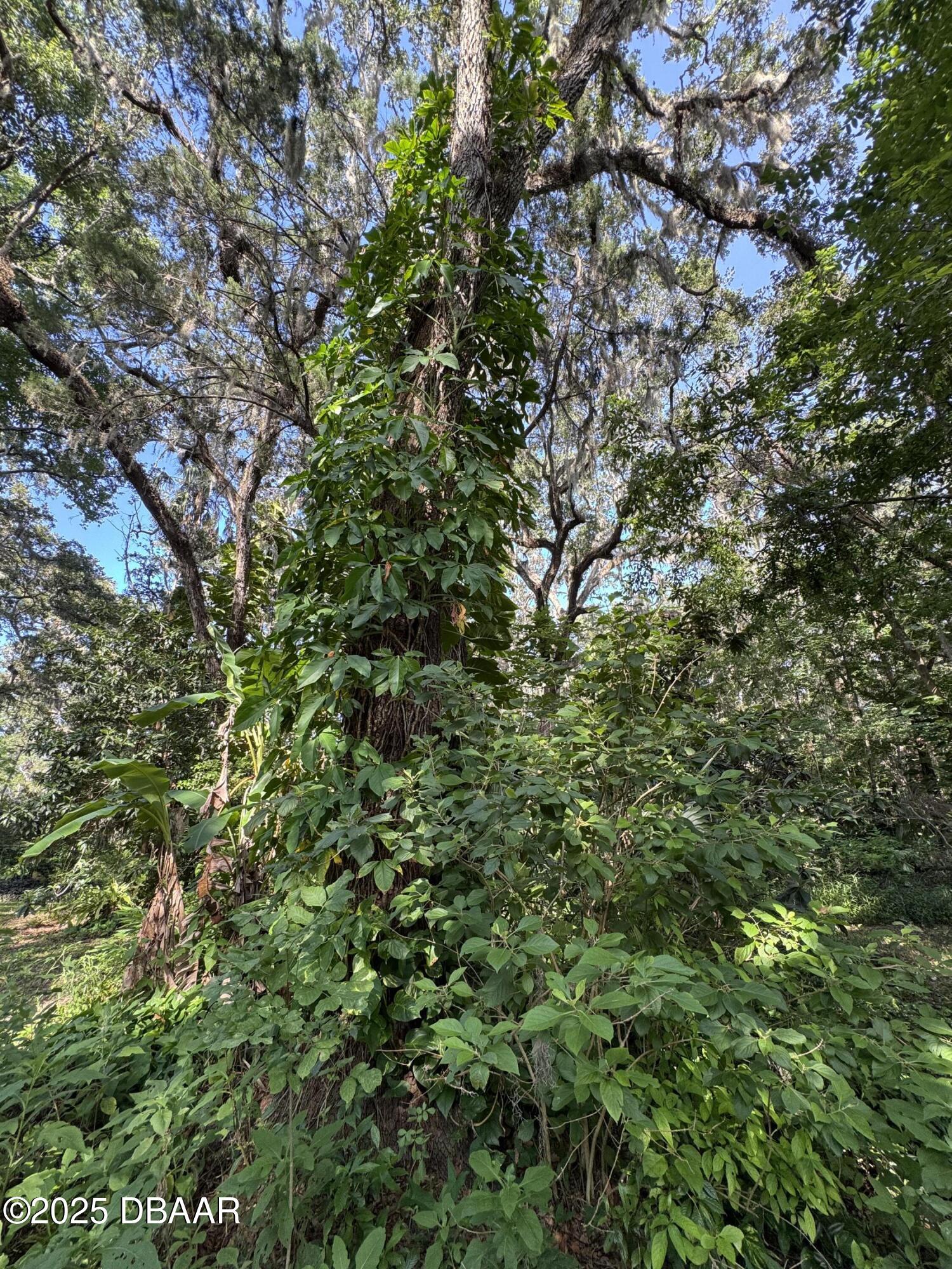 0 Jackson Street Port Orange, FL 32129 - Photo 4 of 16 IMG_0932