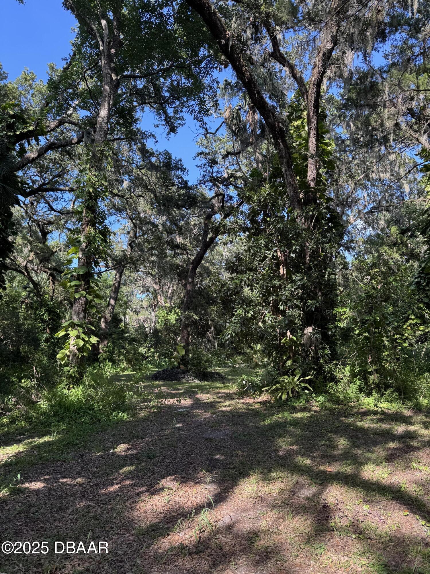 0 Jackson Street Port Orange, FL 32129 - Photo 5 of 16 IMG_0905