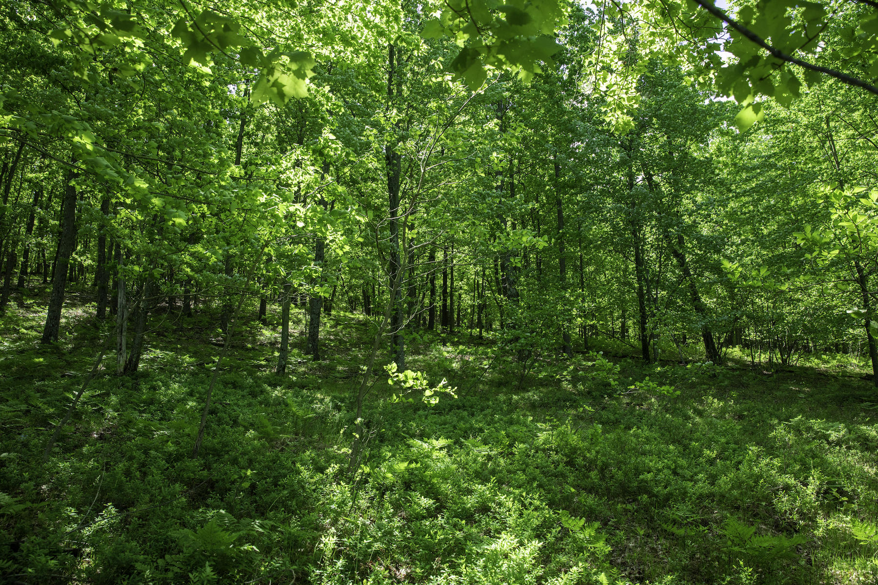 8629 North Irons Road Irons, MI 49644 - Photo 20 of 27 Lake 40-10