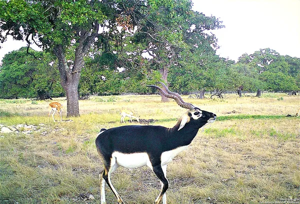 $1,950,000 | 510 Deadend Road, Junction, TX 76849