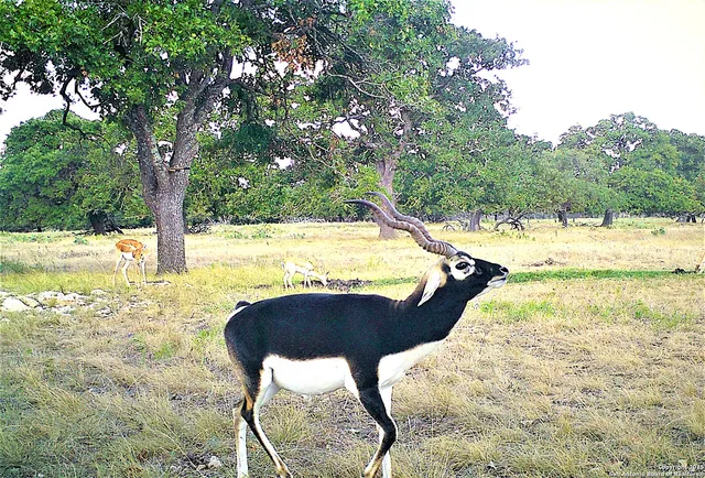 $1,950,000 | 510 Deadend Road, Junction, TX 76849