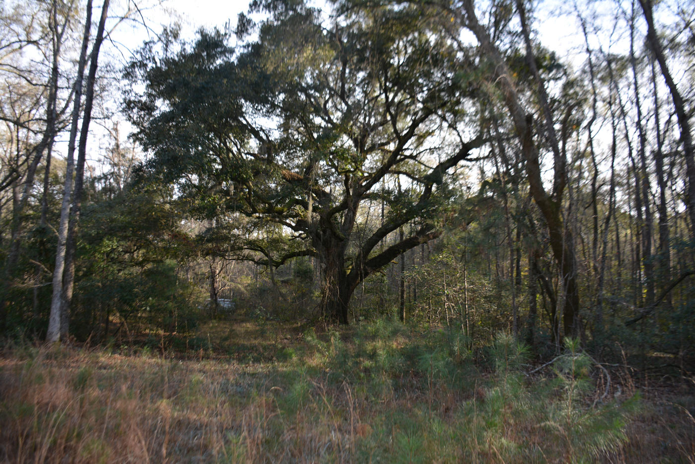 7967 Little Britton Road Meggett, SC 29449 - Photo 1 of 15 DSC_2882_1108