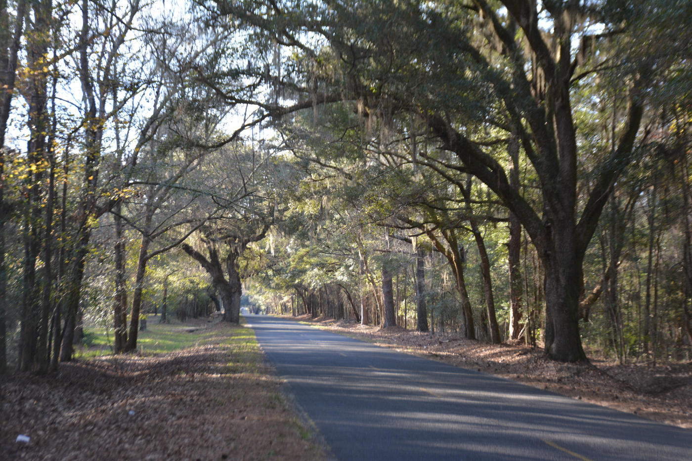 7967 Little Britton Road Meggett, SC 29449 - Photo 3 of 15 DSC_2884_1110