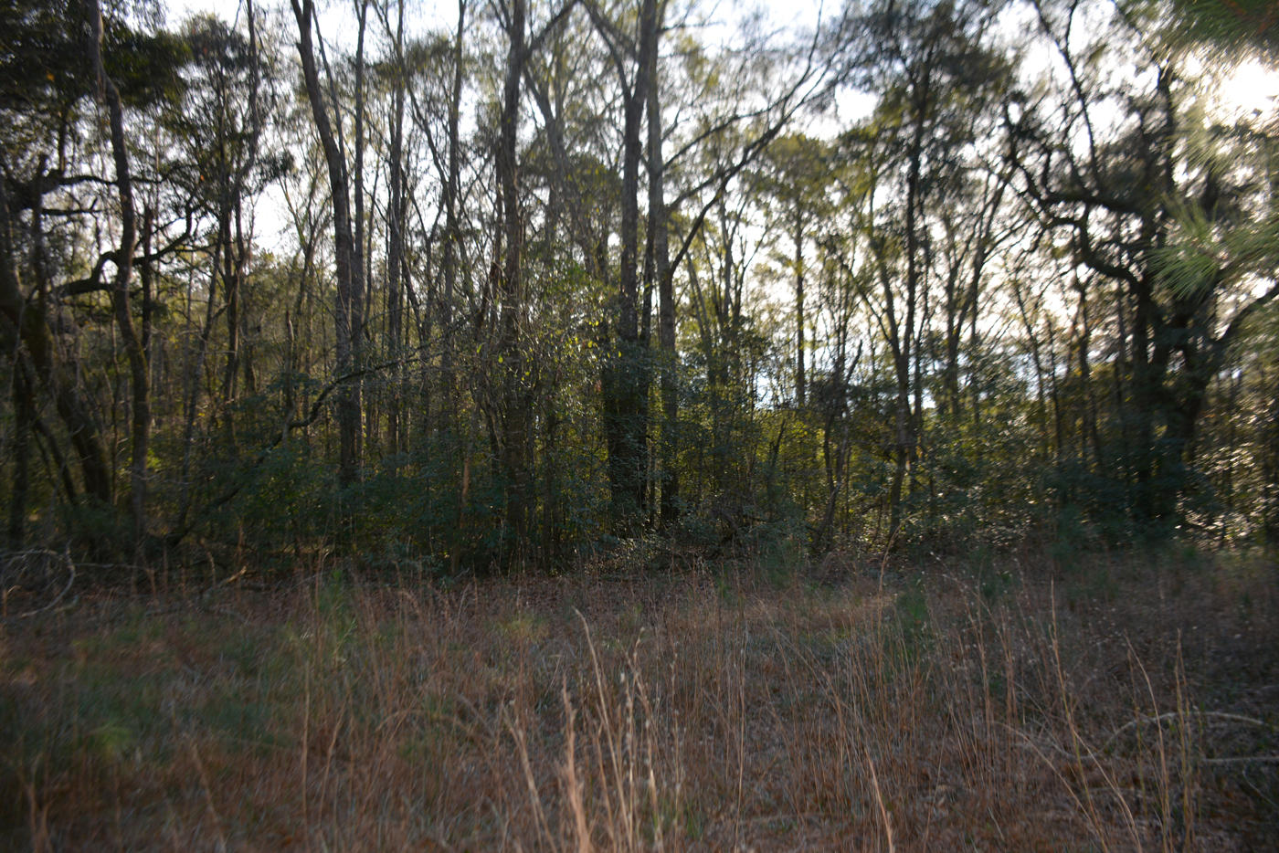 7967 Little Britton Road Meggett, SC 29449 - Photo 5 of 15 DSC_2886_1112