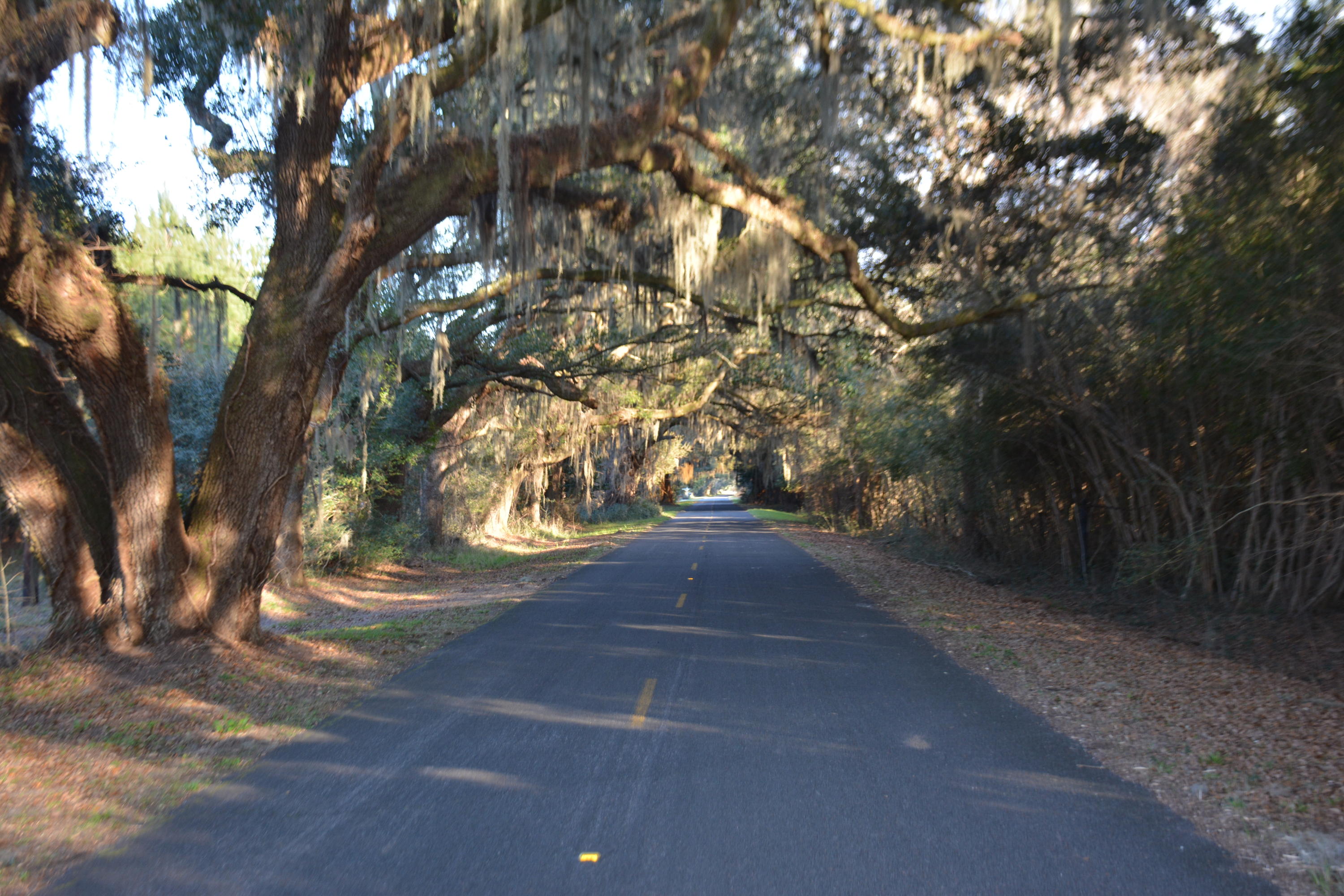 7967 Little Britton Road Meggett, SC 29449 - Photo 6 of 15 DSC_2887_1113