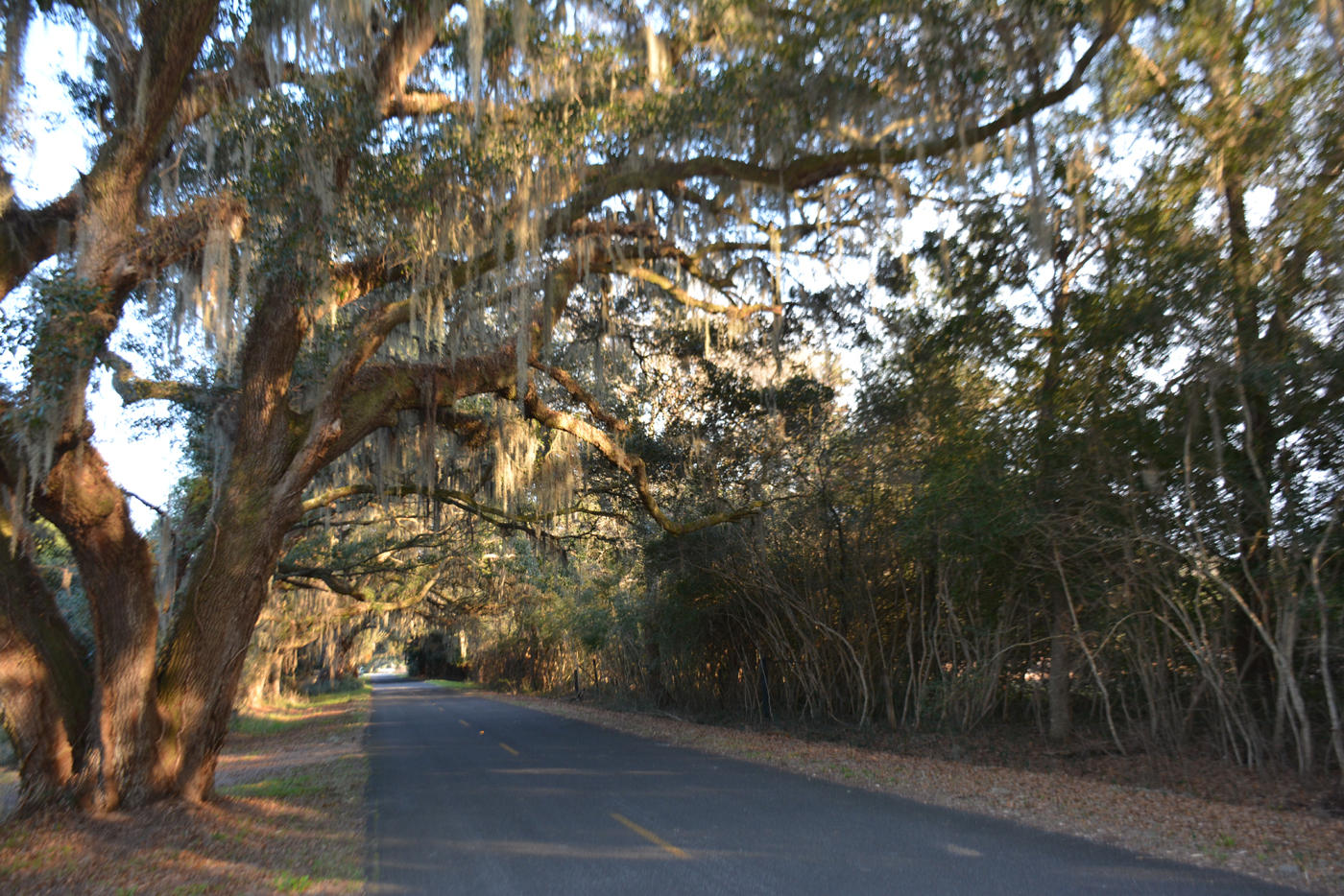 7967 Little Britton Road Meggett, SC 29449 - Photo 7 of 15 DSC_2891_1117