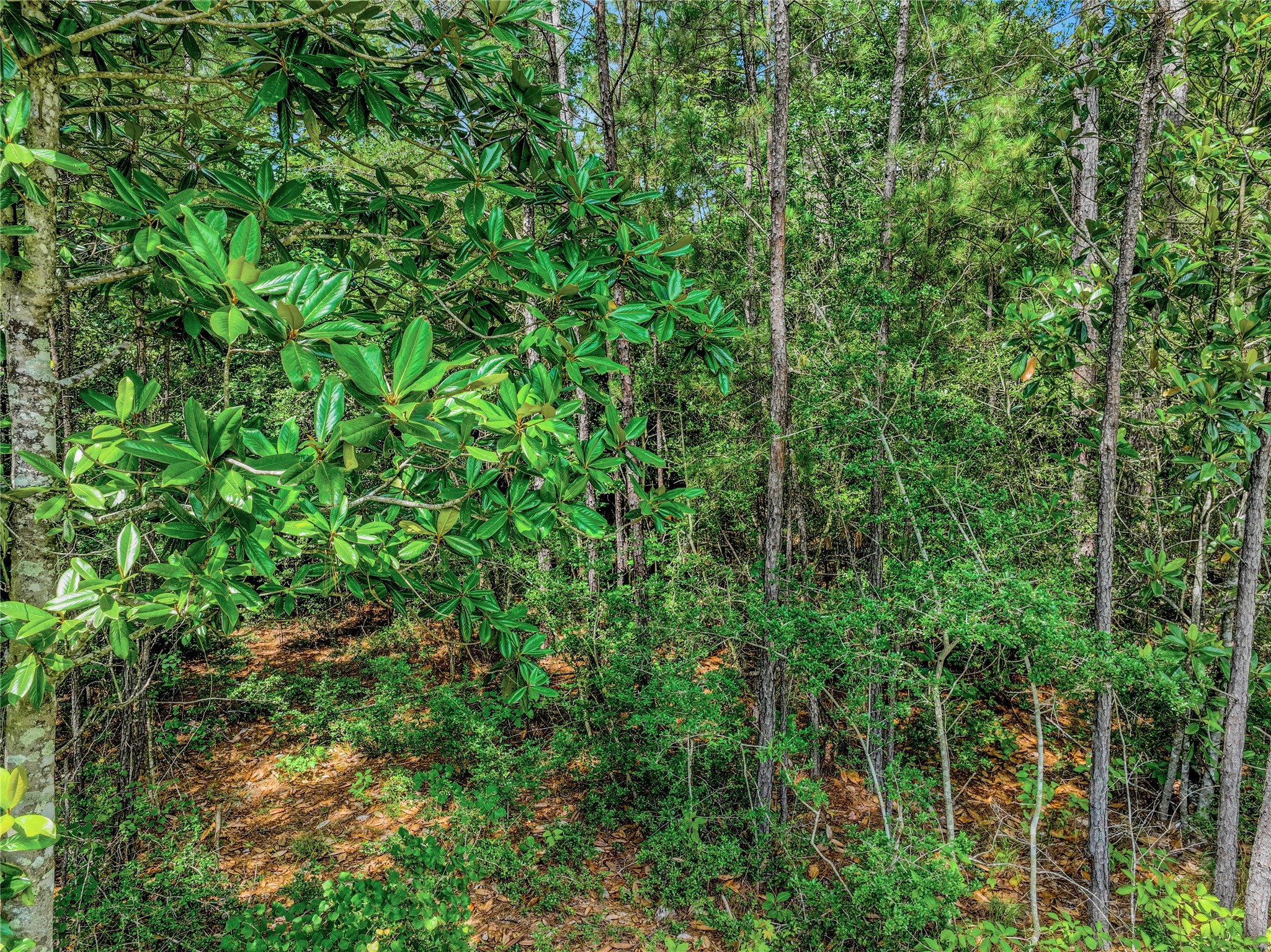 103 Eagle Run Road Willis, TX 77378 - Photo 32 of 35 a view of a lush green forest with lots of trees