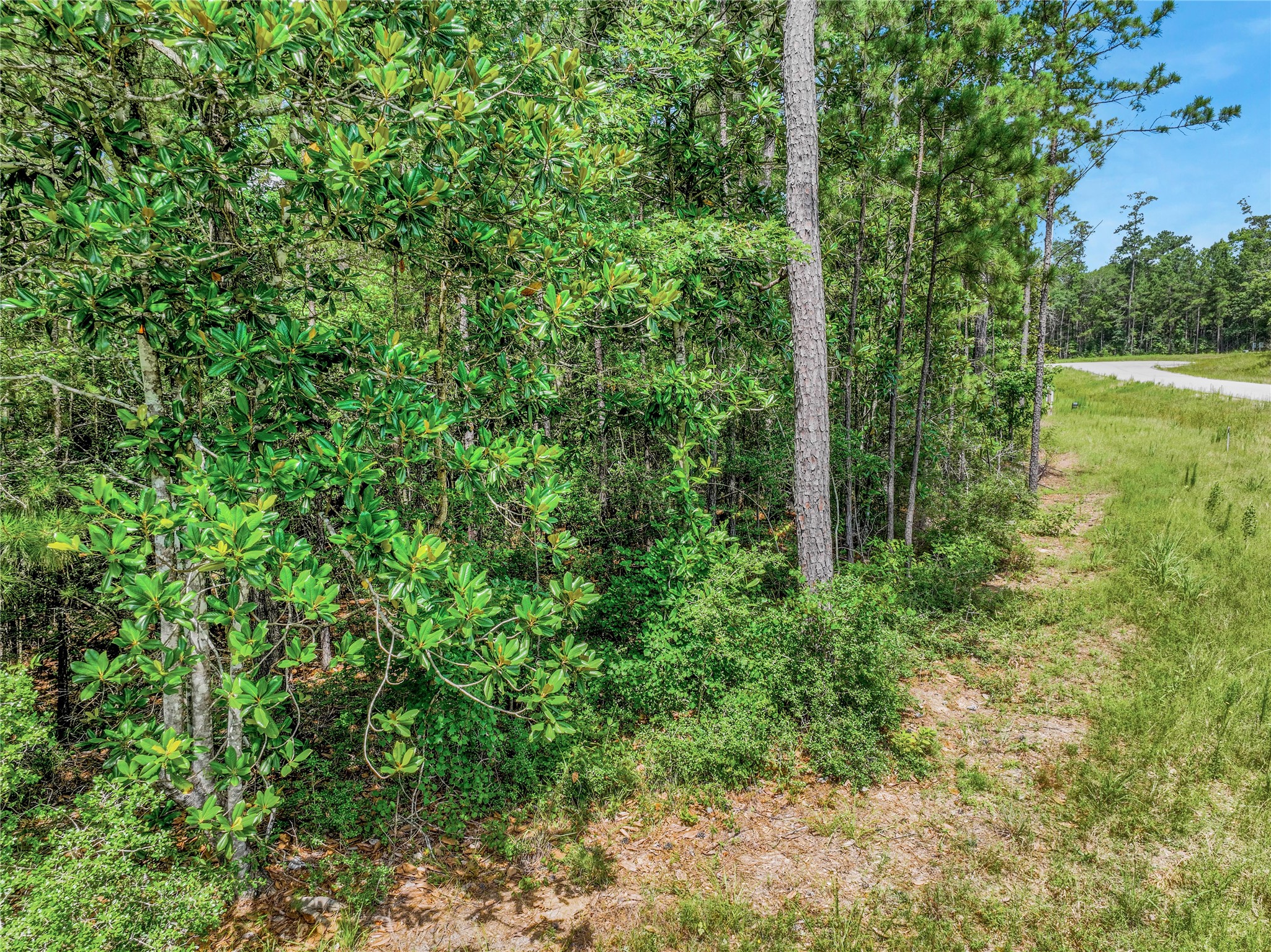 103 Eagle Run Road Willis, TX 77378 - Photo 33 of 35 a view of a forest with a tree