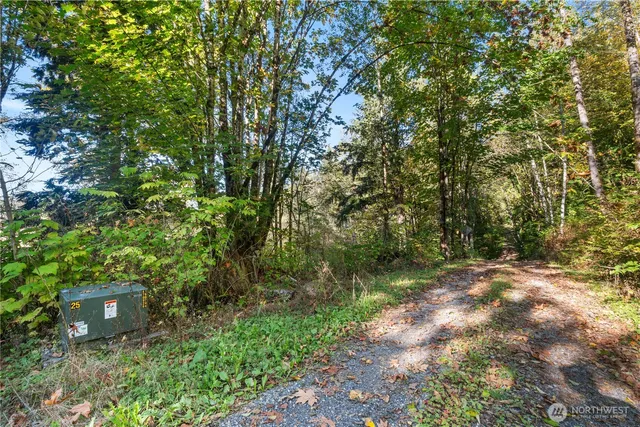 a view of a lush green forest