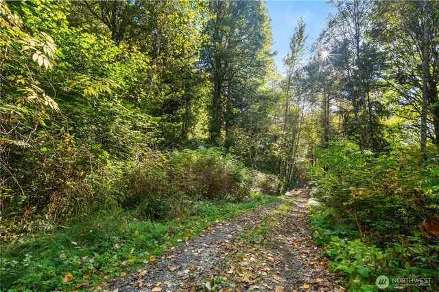a view of a big yard with plants and large trees