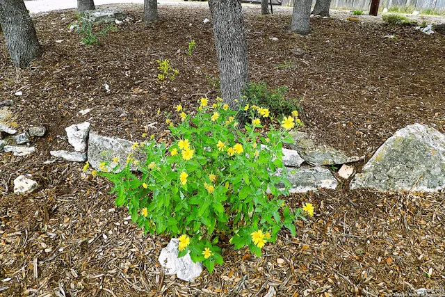 a plant that is in front of flowers