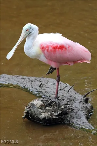 a close up of a plant in a garden