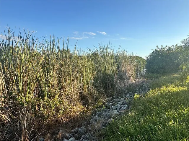 a view of a garden with a tree
