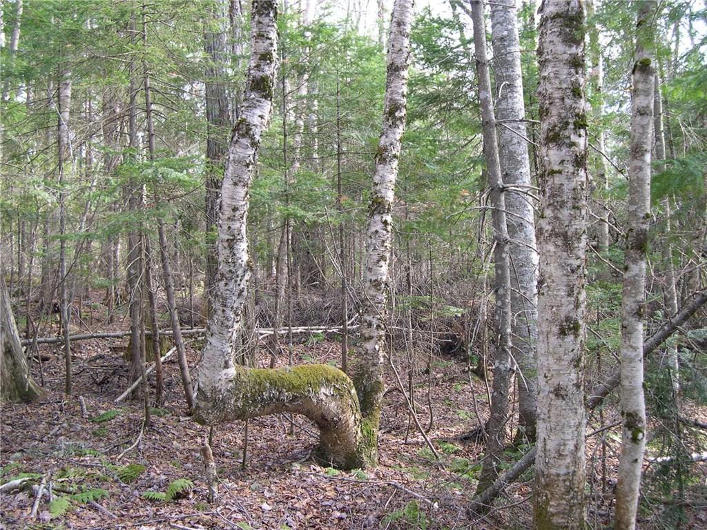 interesting birch