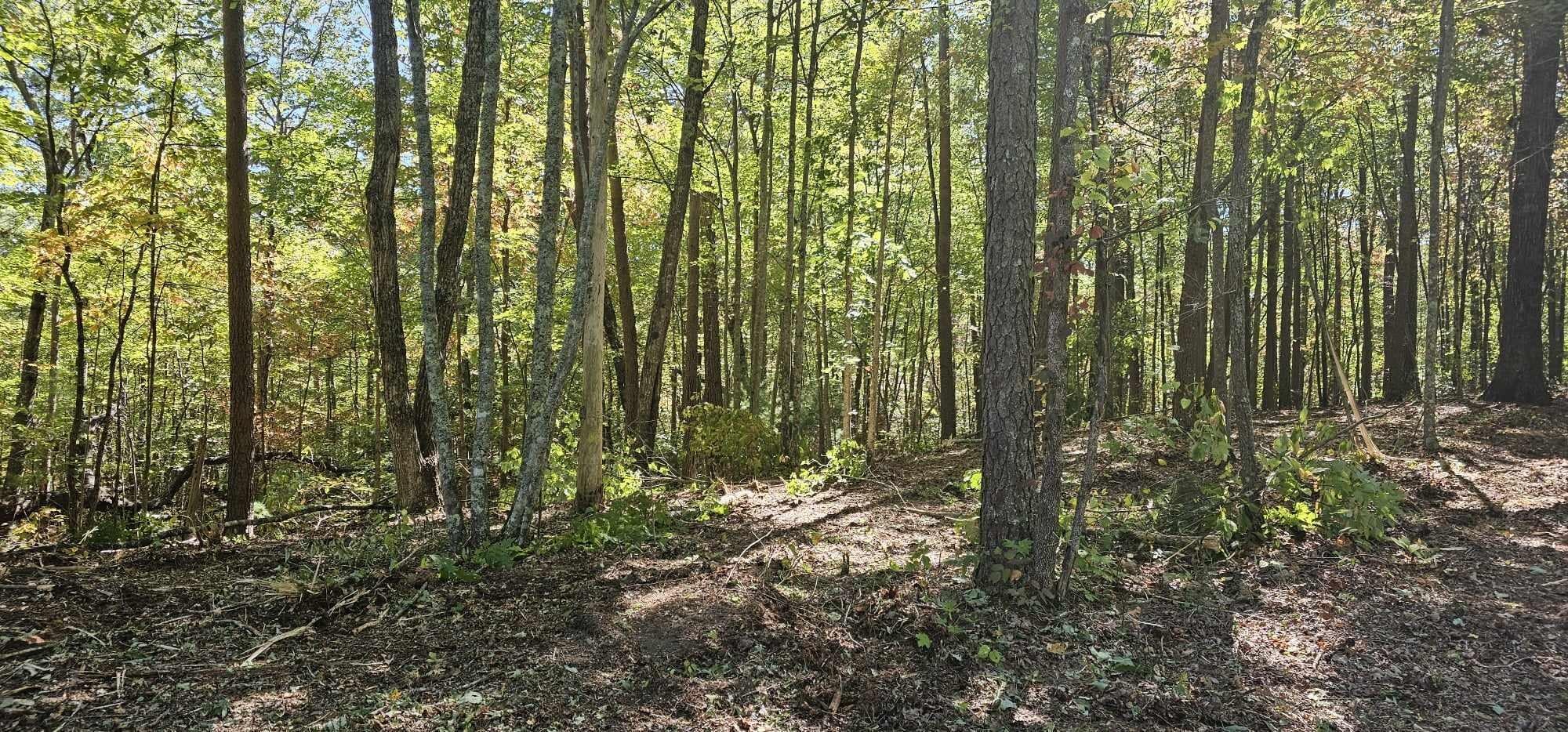 363 Shields Branch Road Tellico Plains, TN 37385 - Photo 42 of 49 Gallery Image 42