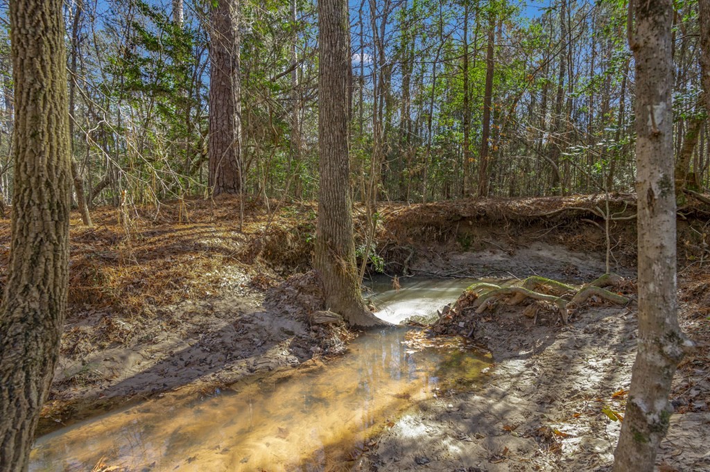 893 Capps Road Huntington, TX 75949 - Photo 19 of 32 a view of a yard with trees