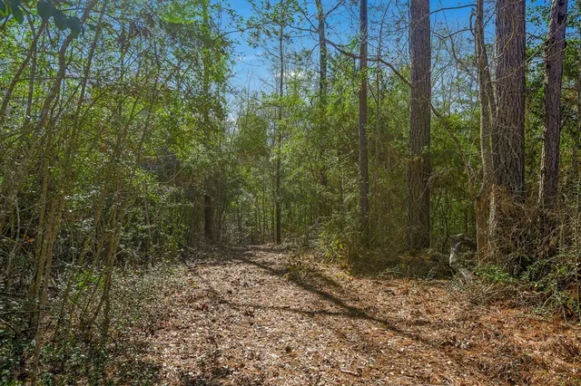 a view of a forest with trees