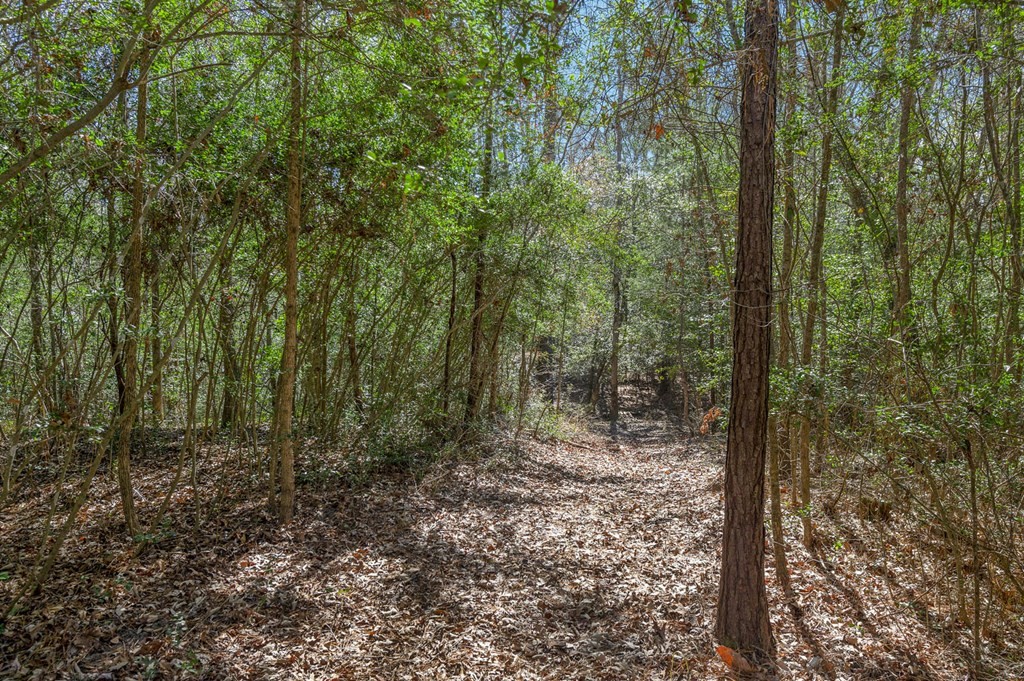 893 Capps Road Huntington, TX 75949 - Photo 23 of 32 a view of a forest with trees