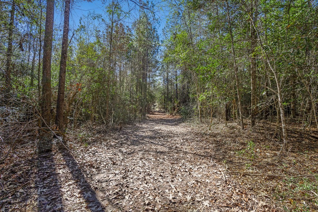 893 Capps Road Huntington, TX 75949 - Photo 24 of 32 a view of a forest with trees
