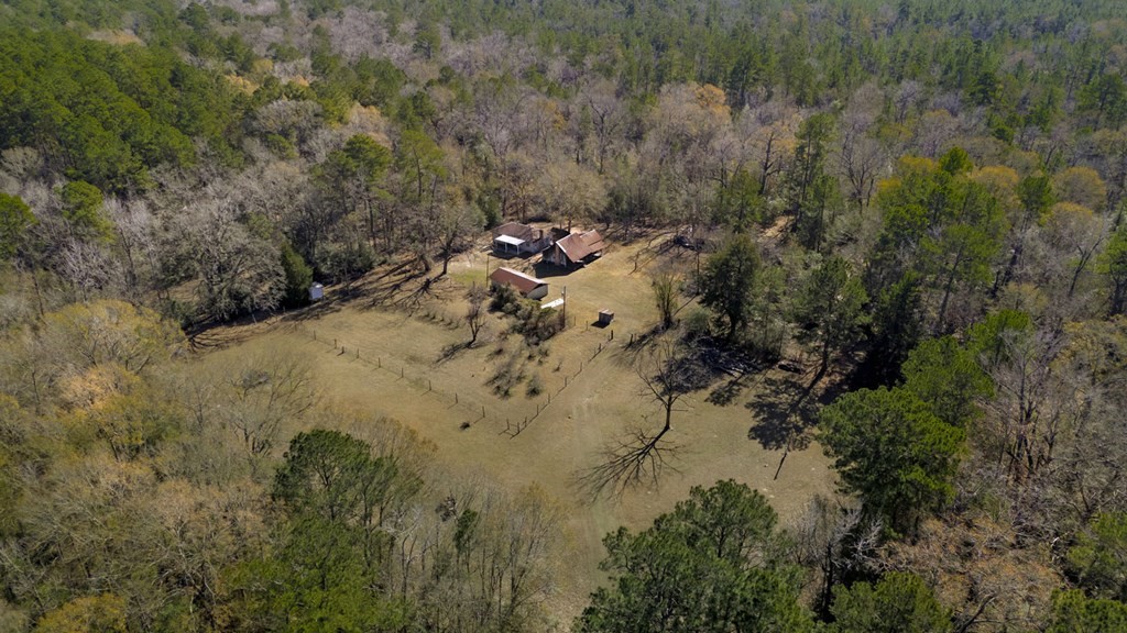 893 Capps Road Huntington, TX 75949 - Photo 27 of 32 a view of a forest with a tree
