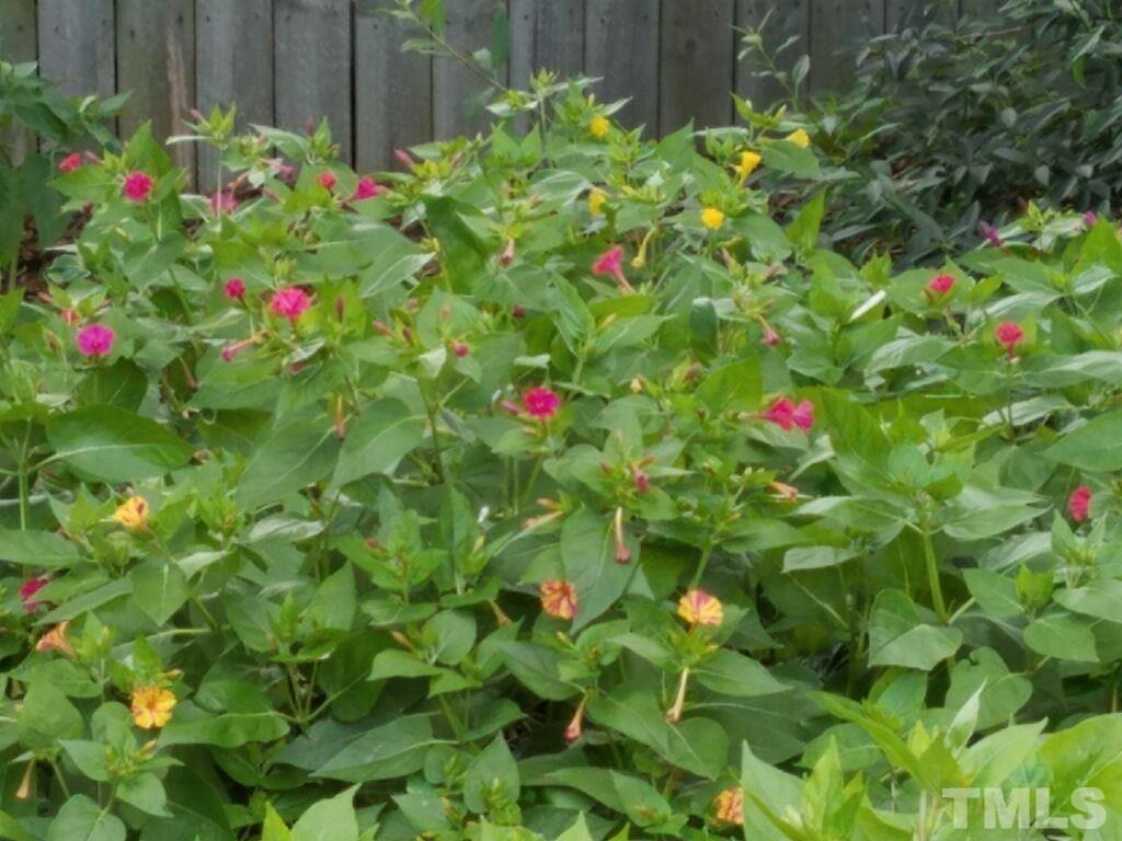 3901 Pin Oak Road Raleigh, NC 27604 - Photo 23 of 24 a view of a flower in a garden with flowers