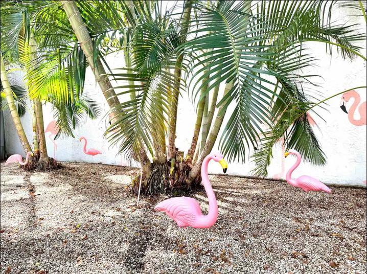 3232 Northeast 15th Street Pompano Beach, FL 33062 - Photo 16 of 16 a view of a palm trees in front of a house