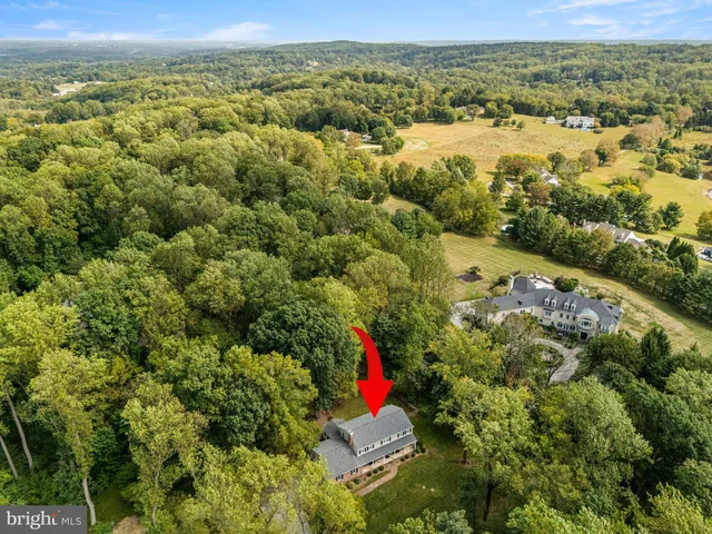 a plant that is in front of a tree