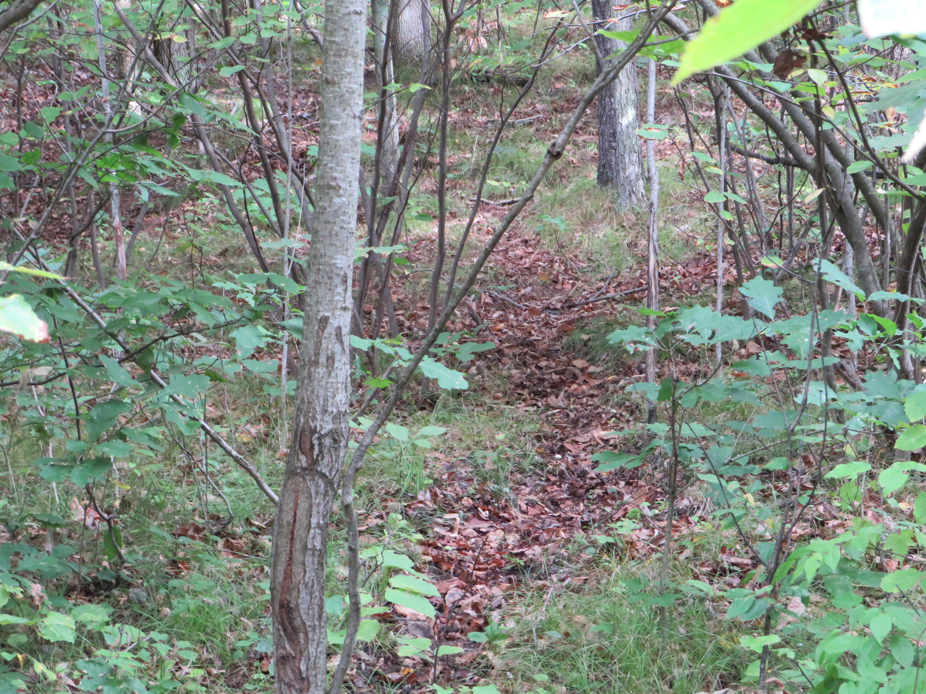 South Sheridan Road Sheridan, MI 48884 - Photo 13 of 83 IMG_1003