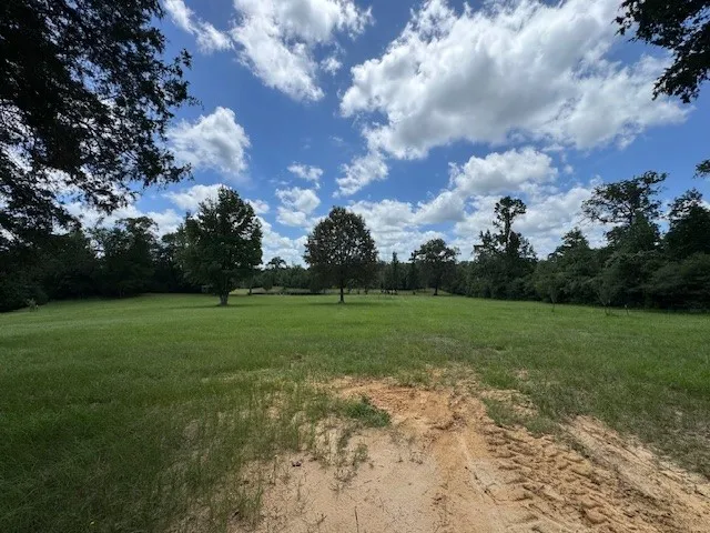 a view of a park with large trees