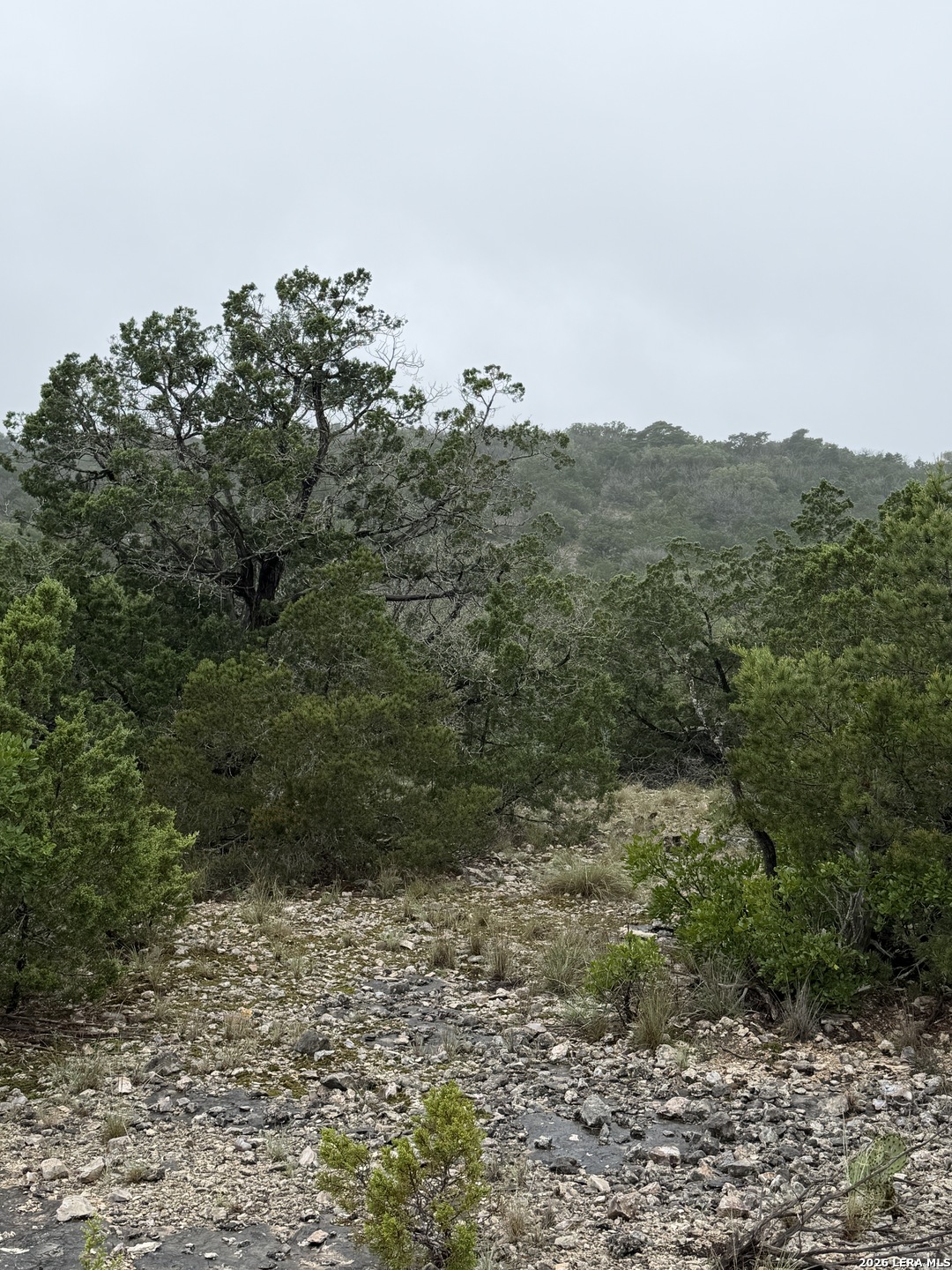 46071 SD 46071 Rocksprings, TX 78880 - Photo 60 of 70 a view of a yard with a tree
