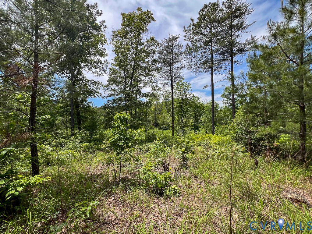 32082 Sparta Road Milford, VA 22514 - Photo 30 of 39 a view of a forest