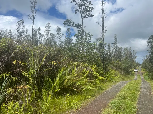 a view of a garden with plants and large trees