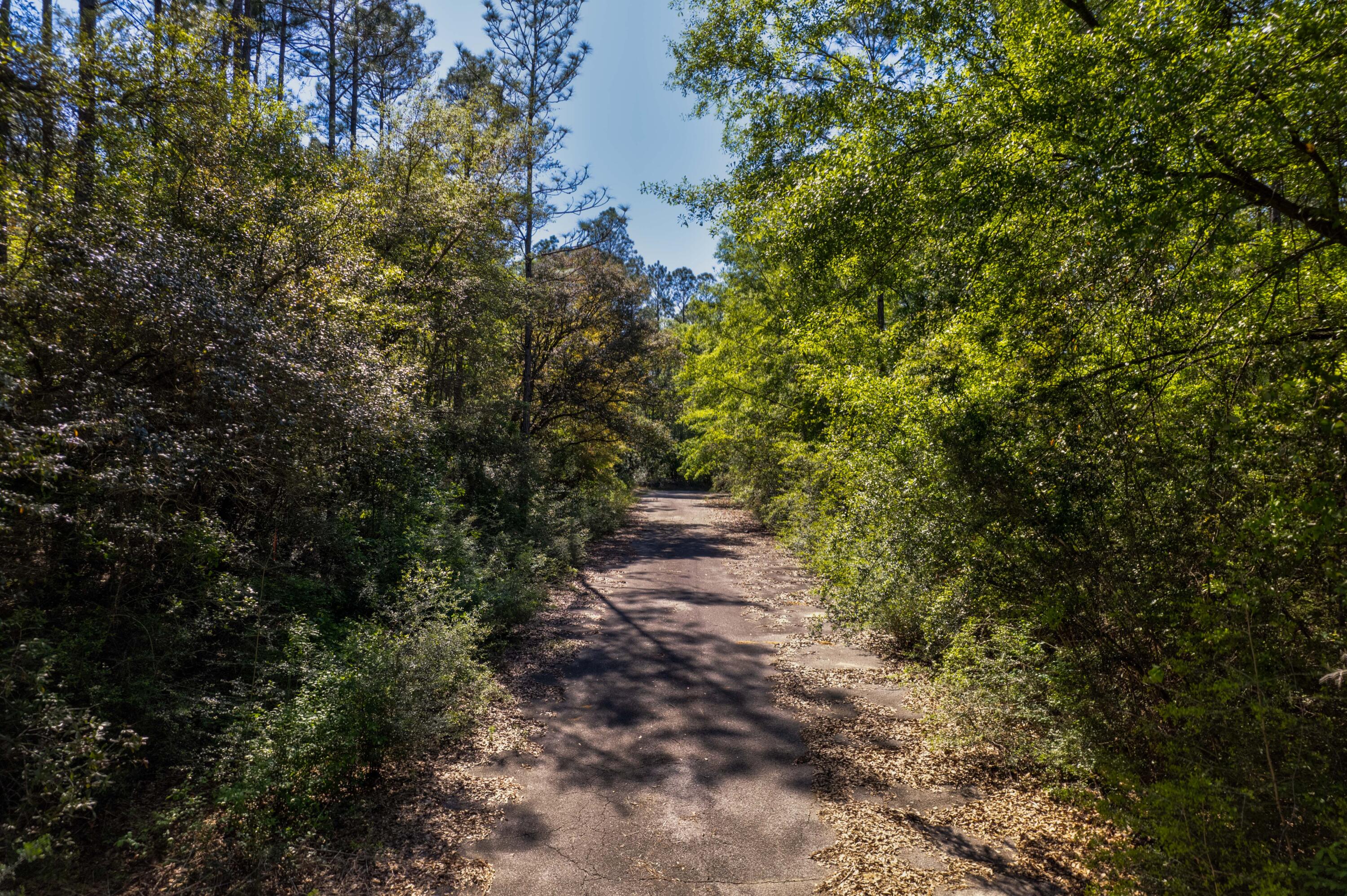 4.12-acres Main Drive Crestview, FL 32539 - Photo 3 of 15 a view of a pathway both side of yard