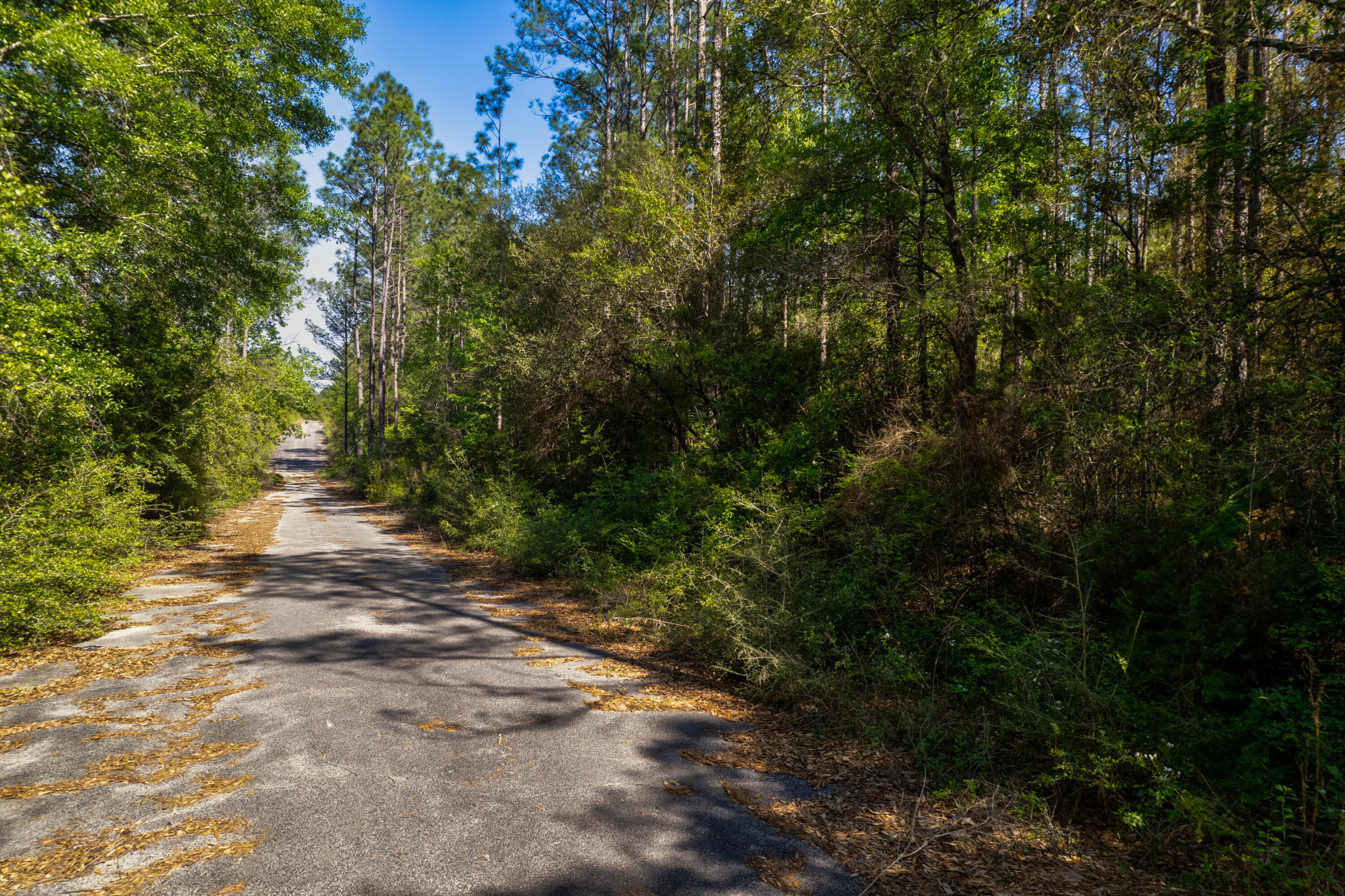 4.12-acres Main Drive Crestview, FL 32539 - Photo 4 of 15 a view of a forest with trees