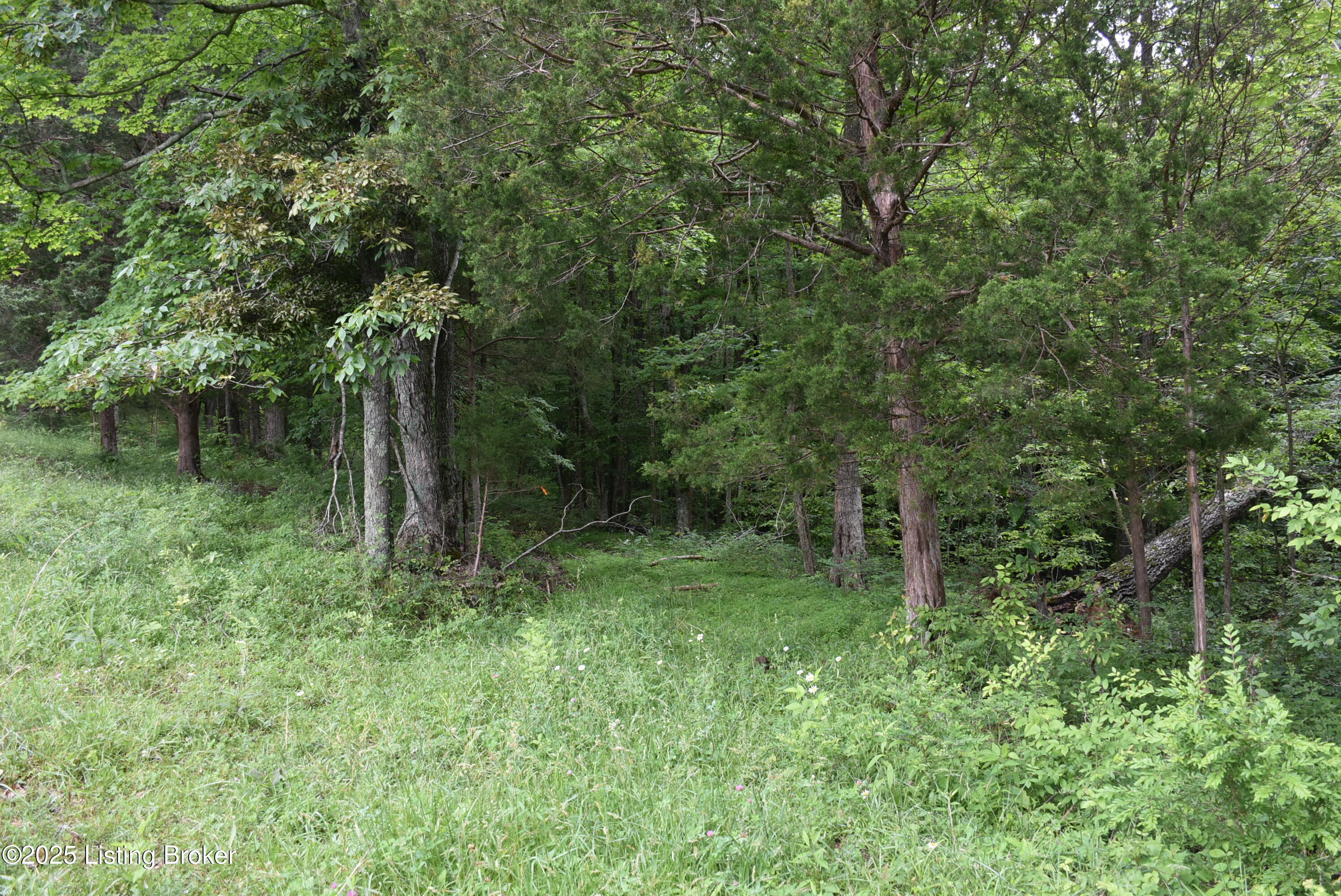 0 Bridgeport Road Edmonton, KY 42129 - Photo 14 of 22 DSC_9183