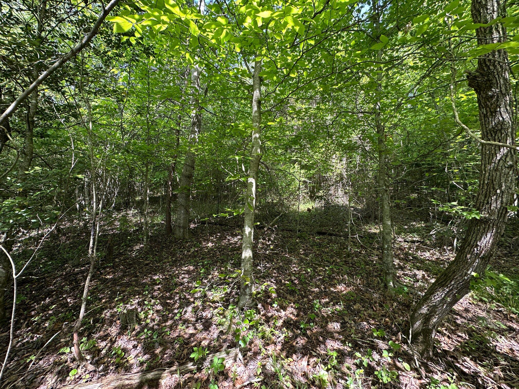 1802 River Road Williamsburg, KY 40769 - Photo 15 of 59 Woods